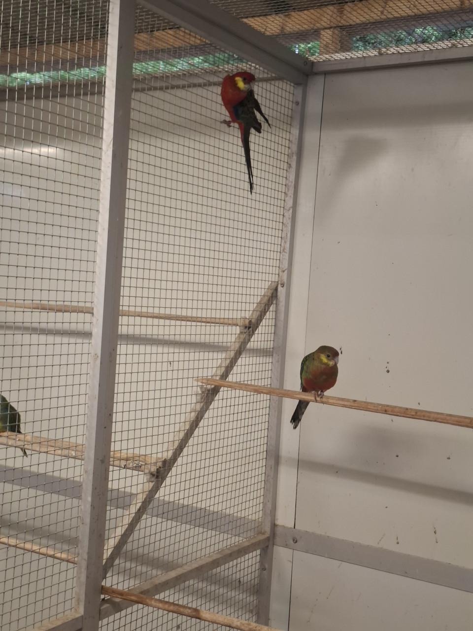 Diverse soorten rosella's