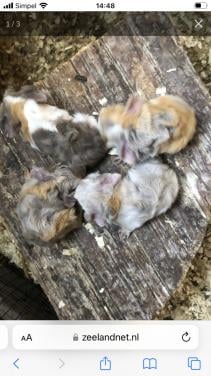 Baby cavia’s in de speciale kleur lavendel!!