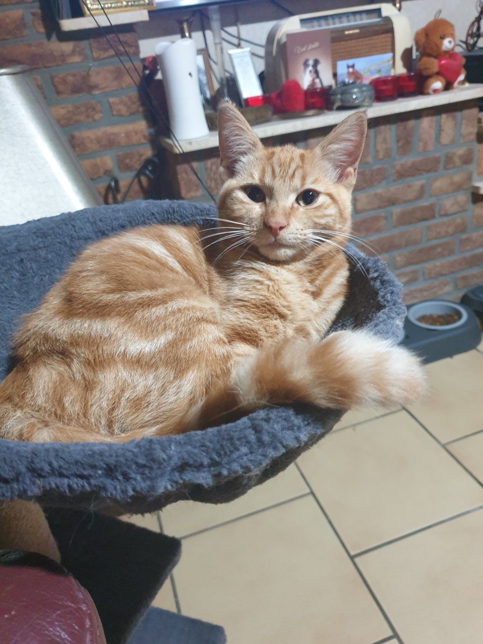 Poes