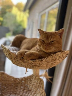 Prachtige Britse Korthaar kater