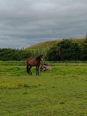 Lieve Welsh pony merrie 9 jaar 1.48 met stamboom