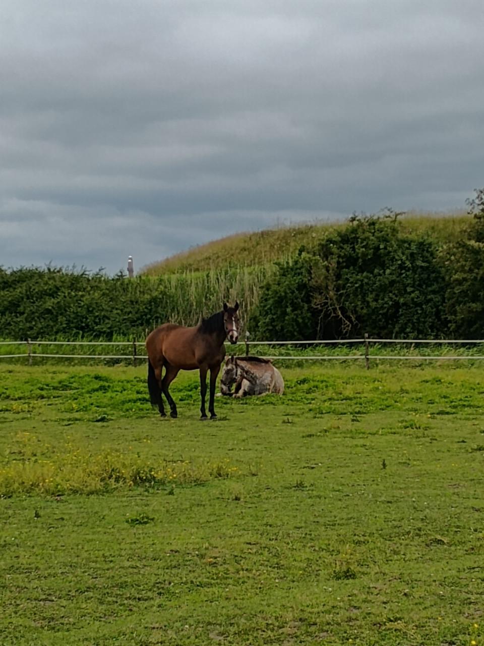 Lieve Welsh pony merrie 9 jaar 1.48 met stamboom