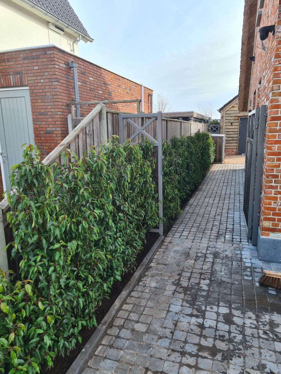 Portugese laurier haagplanten 125-150 cm