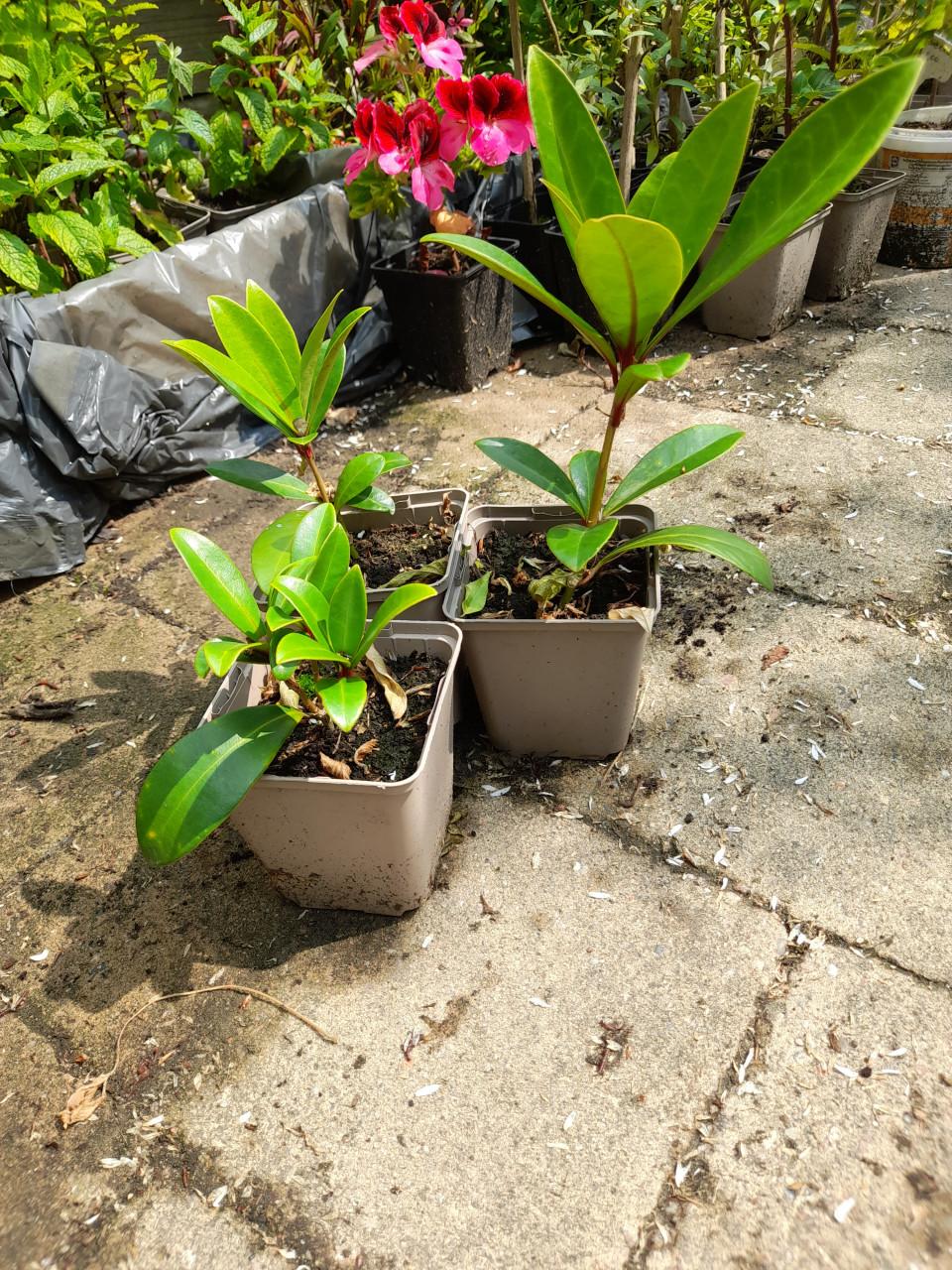 Skimmia