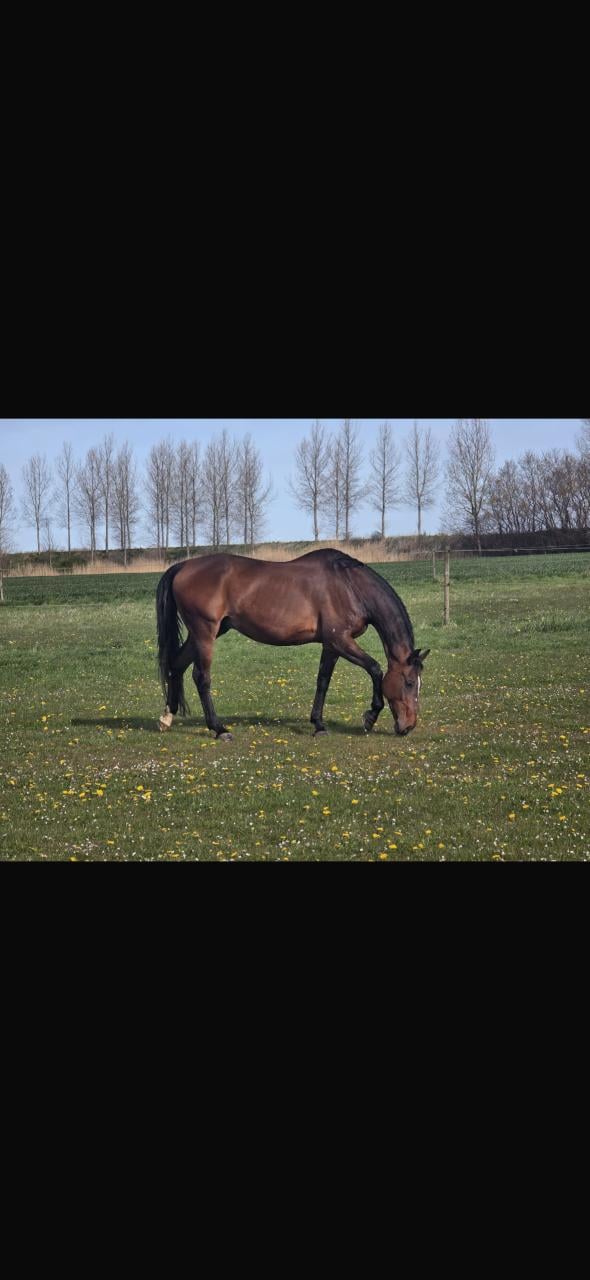 Paard zoekt huis❤️