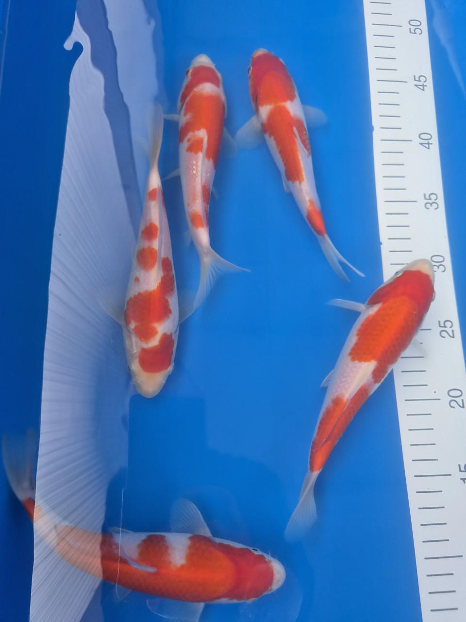 Tosai kohaku Genjiro