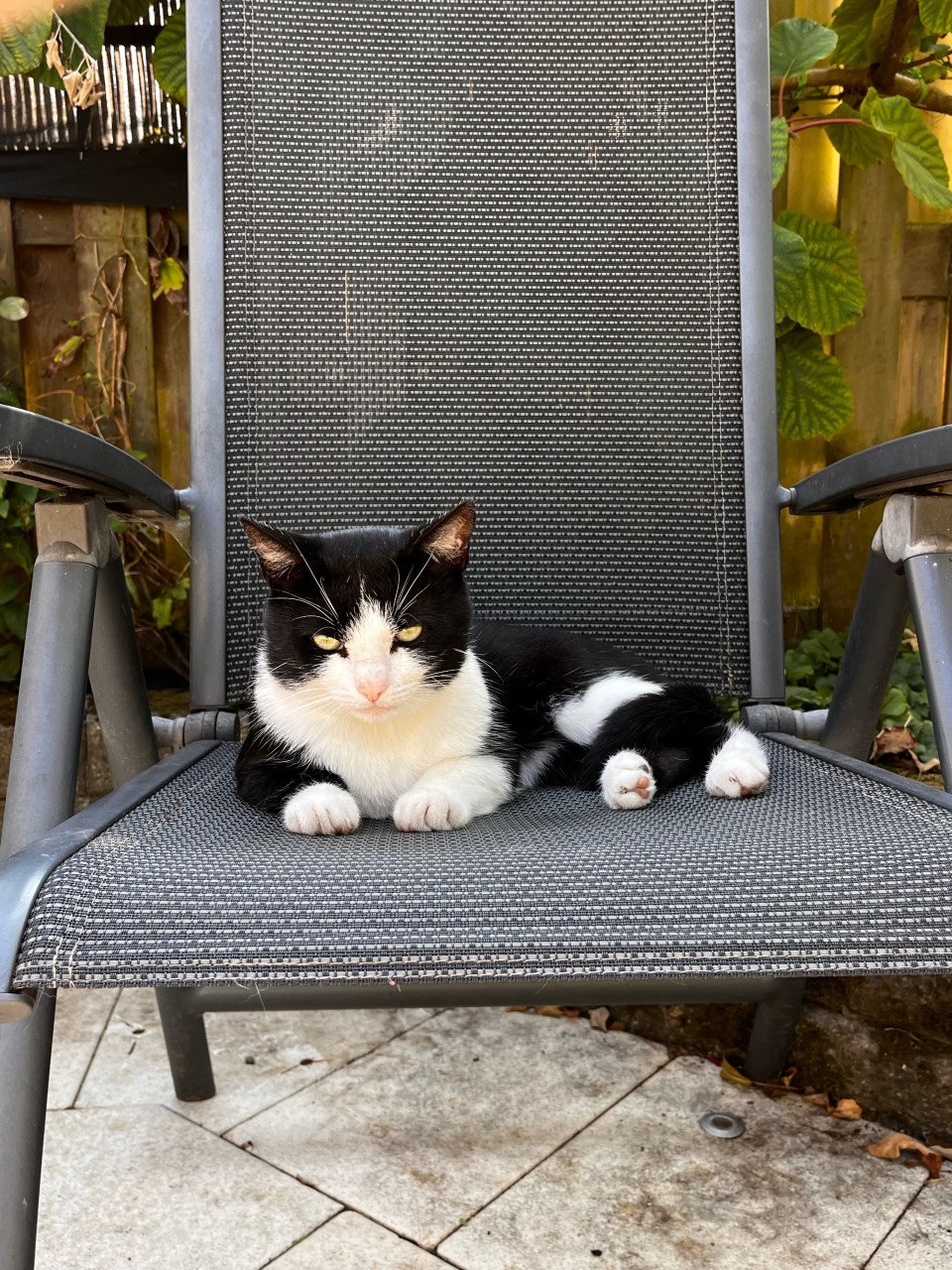 Felix de kat