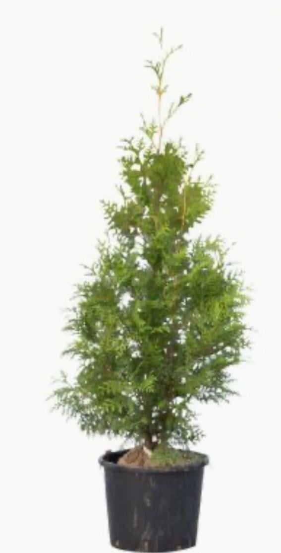 Thuja conifeer 1 meter hoog