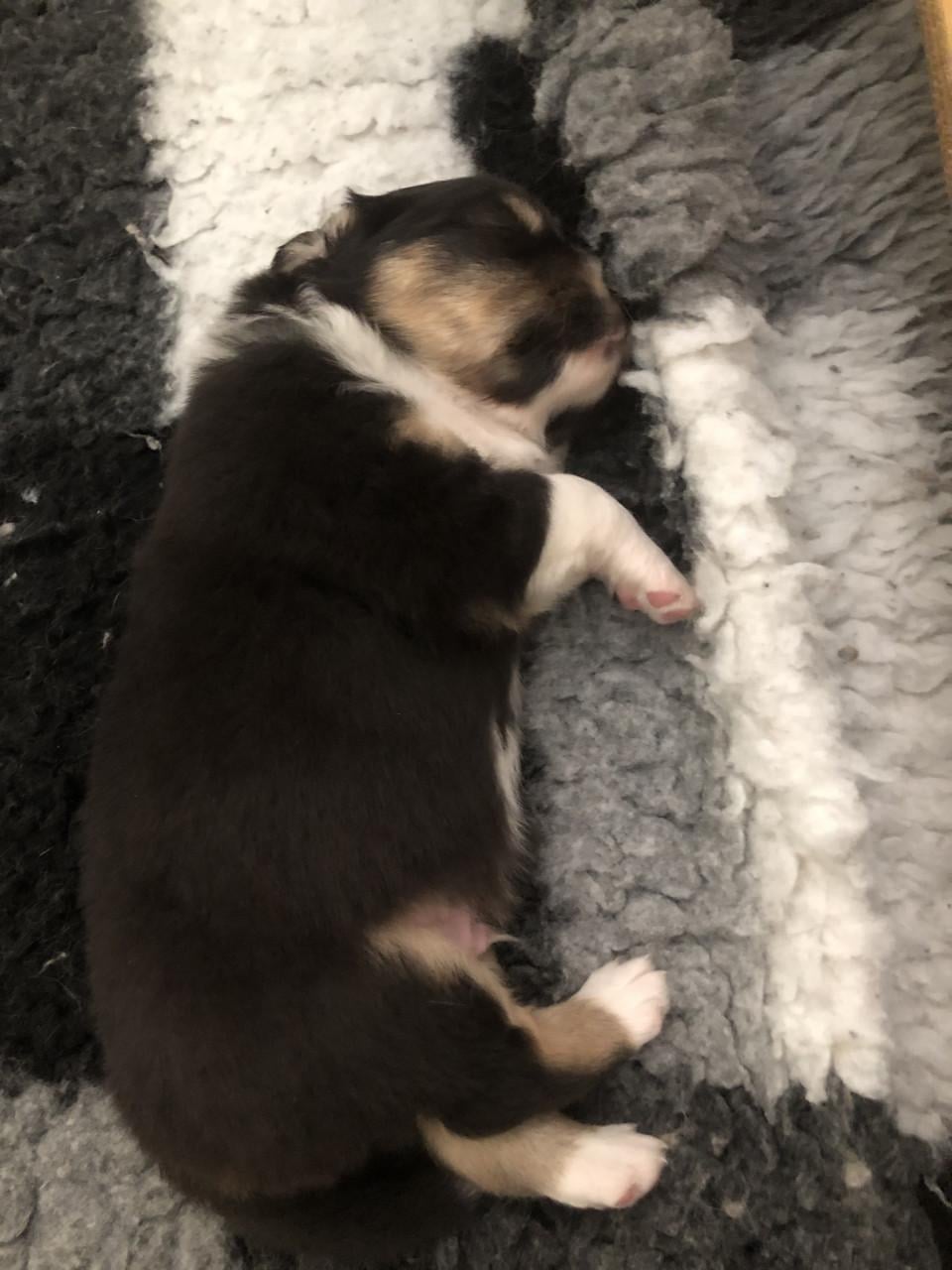 Australian shepherd pups met stamboom uit geteste ouders!!