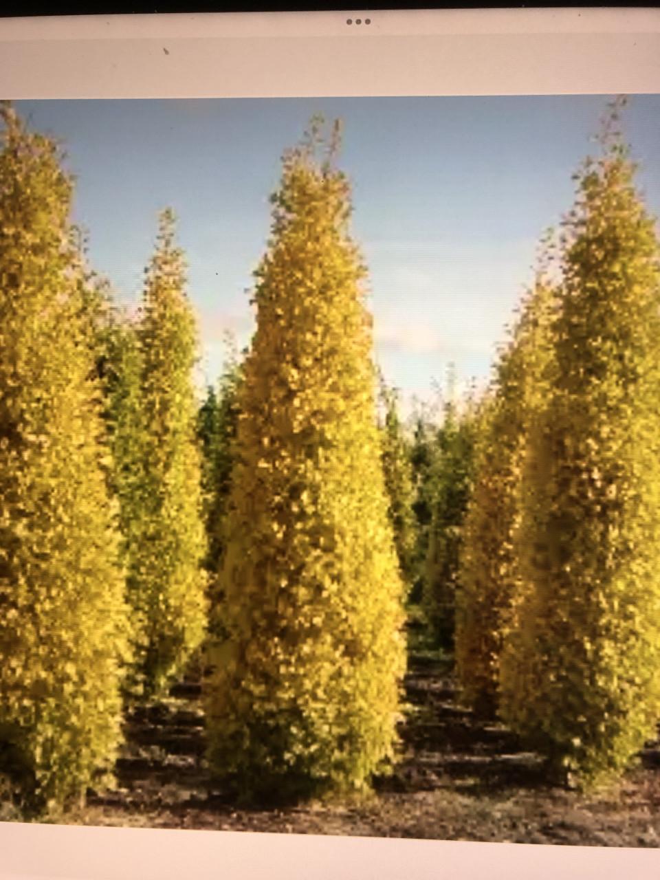 Prachtige Goud- iep   ( 6 stuks)     ( Ulmus hollandica Wredei ).  zuilboom