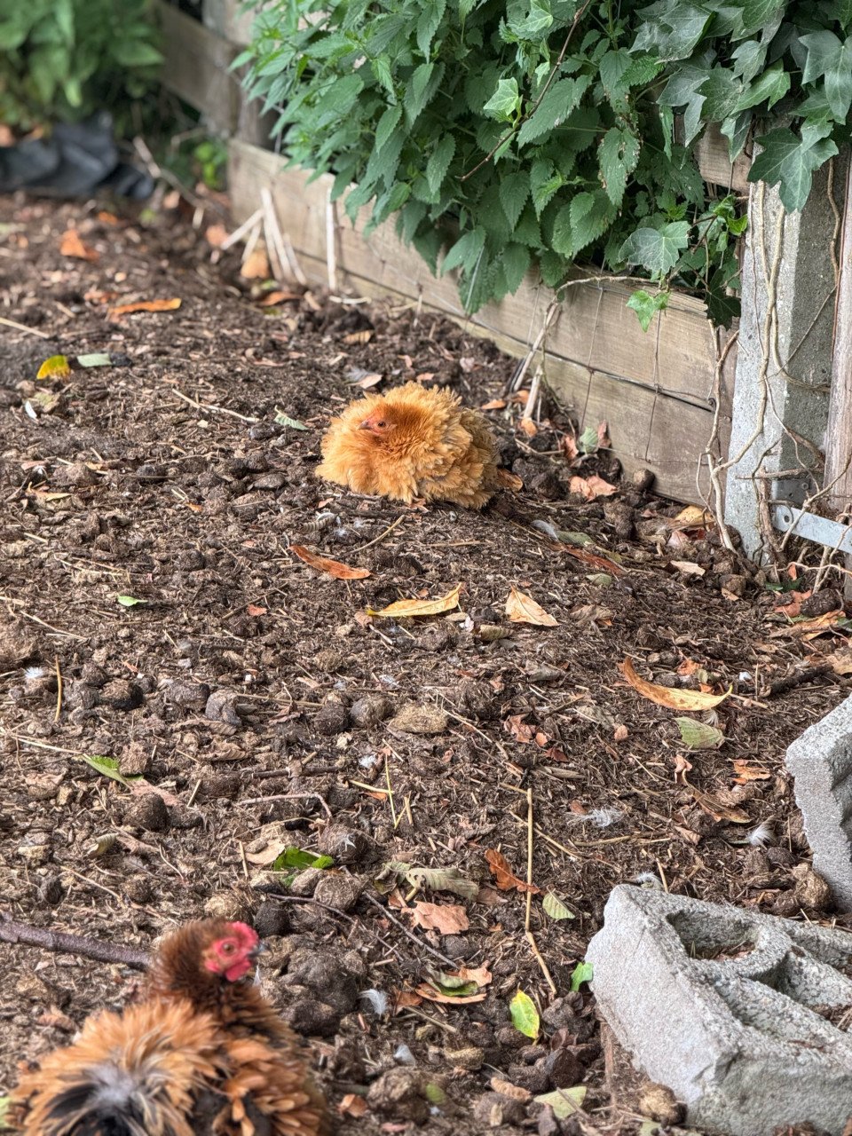 Kuikens cochin en zijdehoen krul en zijdeveer