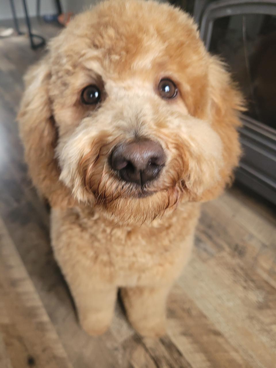 Lieve hondenoppas gezocht