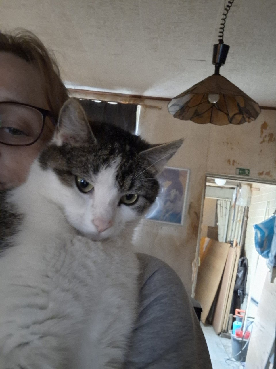 Katten