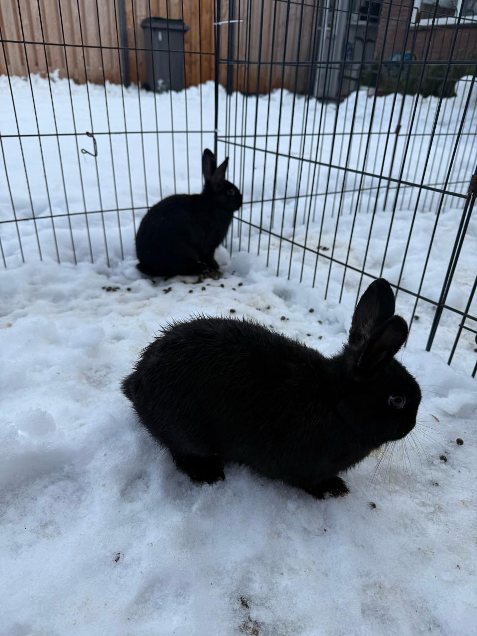 2 vrouwtjes konijnen