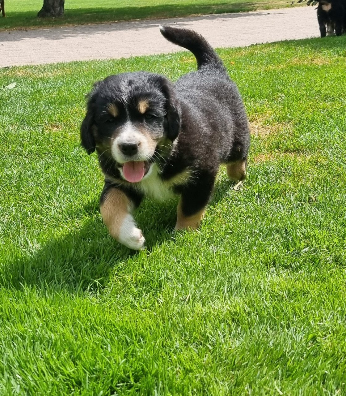 Zwitserse Sennen x Sint Bernard pups