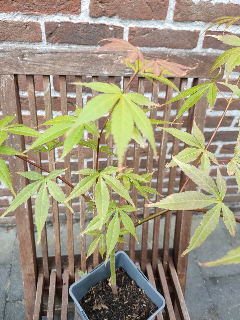 Japanse esdoorn, Acer palmatum boompjes
