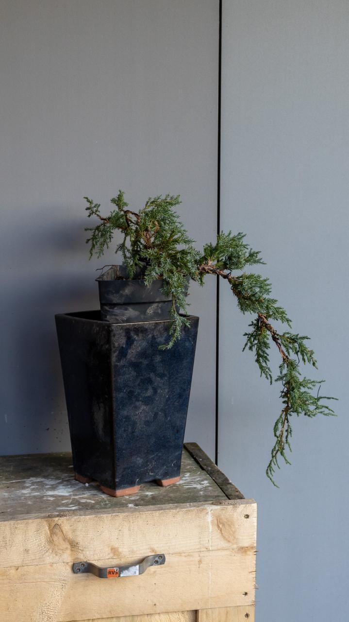 Bonsai Juniperus Blue carpet cascade