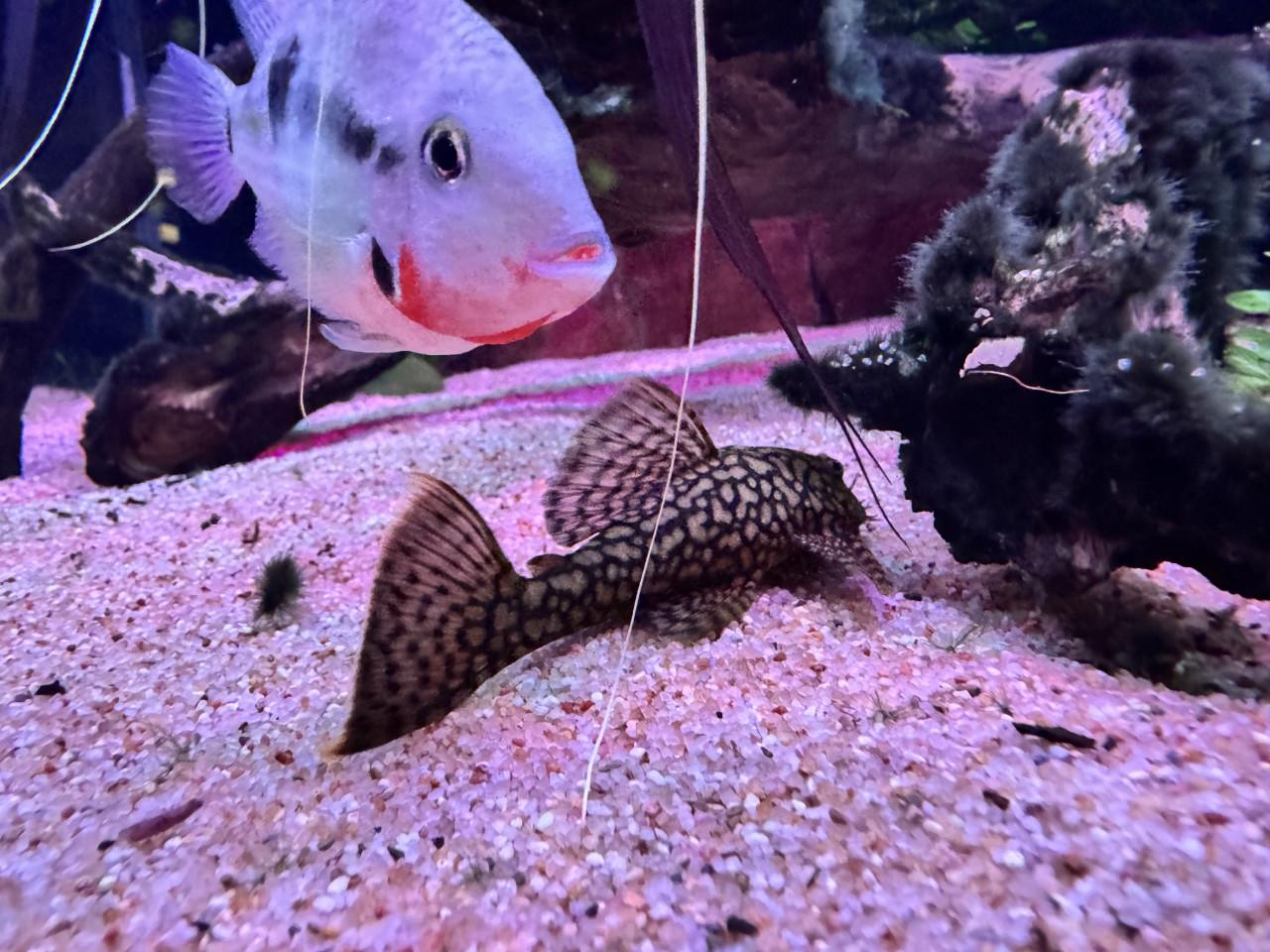 Wabenmuster L519 (Honeycomb)