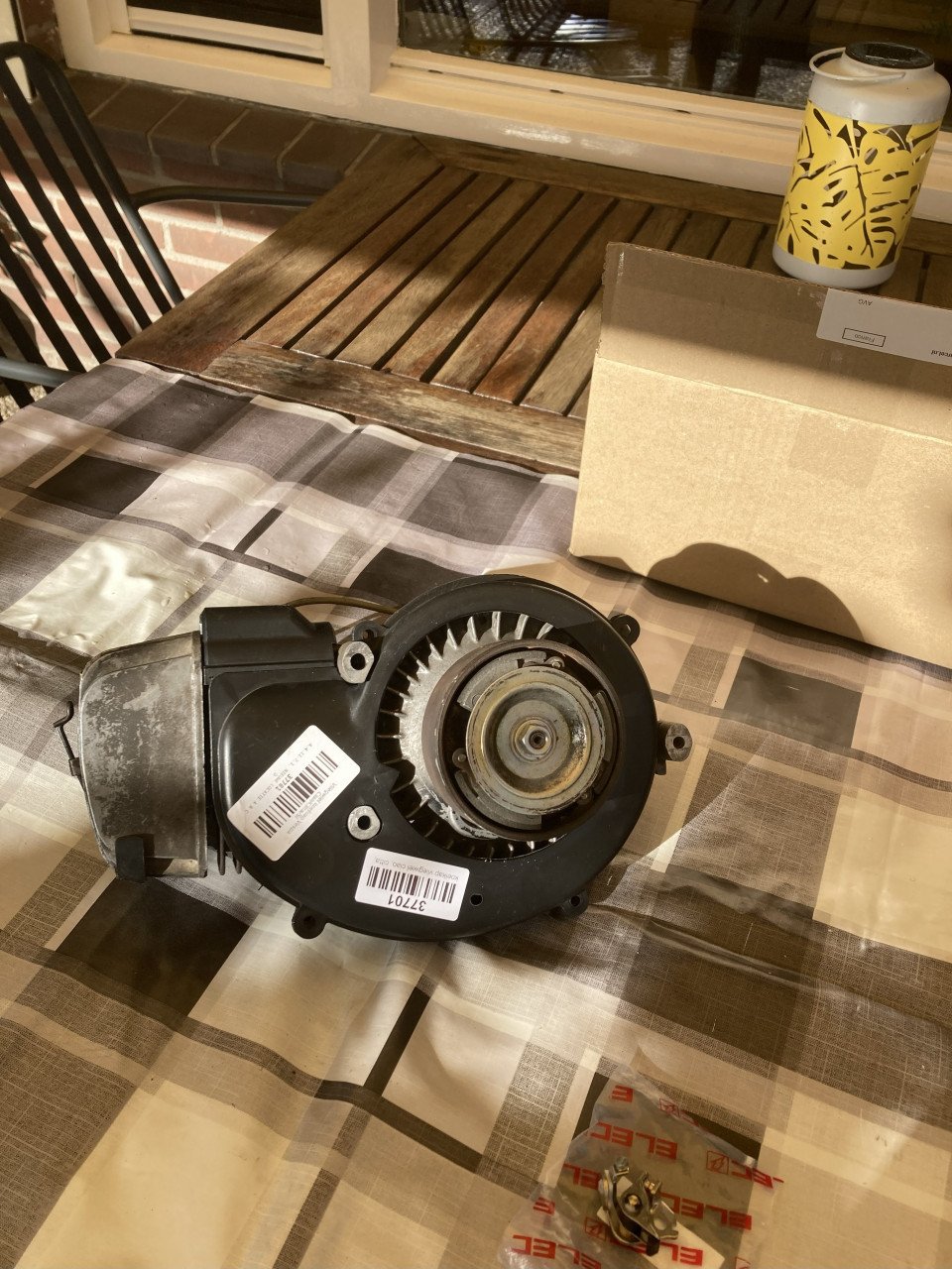 Vespa ciau