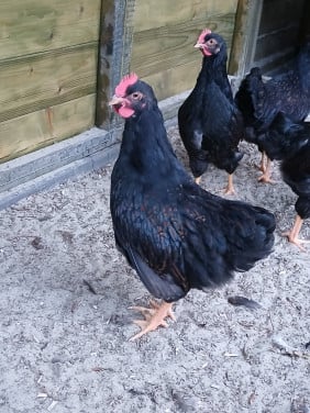 Twee dubbelgezoomde barnevelder hanen