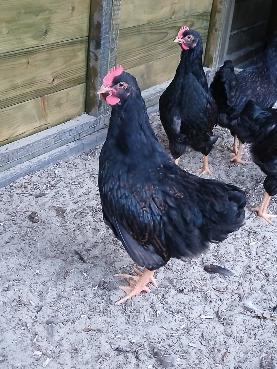 Twee dubbelgezoomde barnevelder hanen