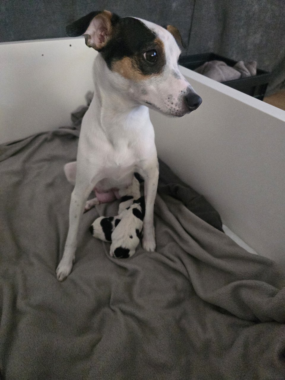 Boerenfox  pups