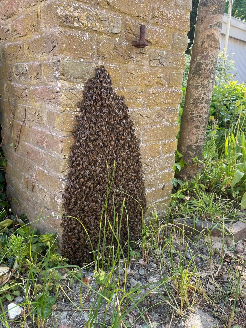 Bijenzwerm 🐝🐝🐝🐝