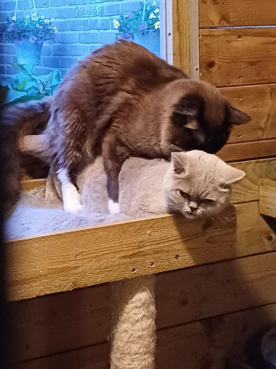 Mooie Ragdoll (dek)kater (helemaal getest)