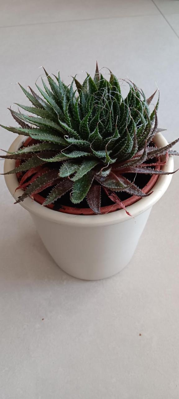 Mooie VETPLANT incl. BLOEMPOT