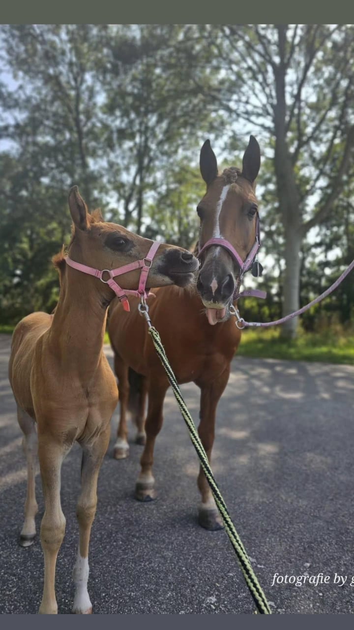 Super lieve d pony.