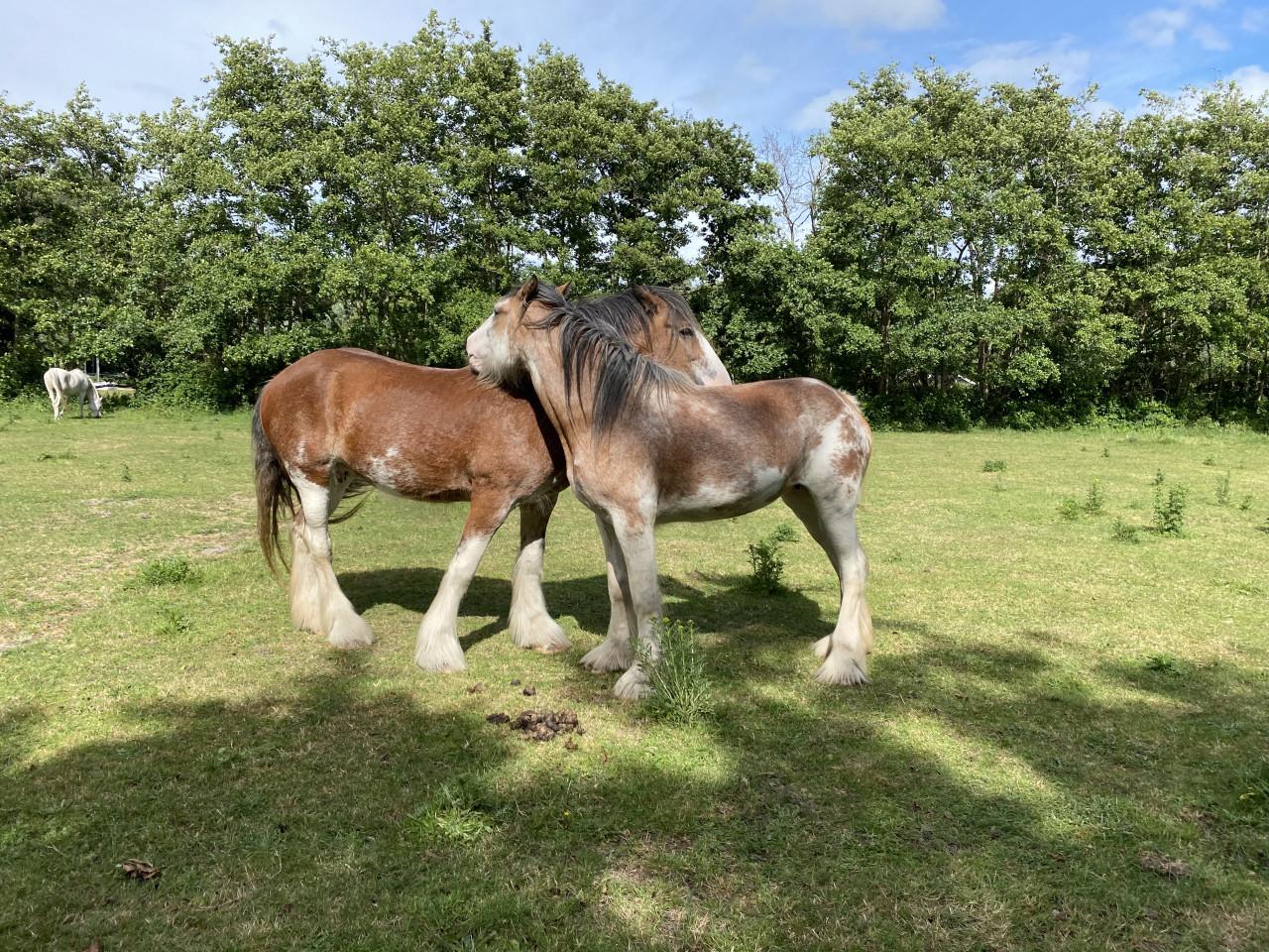Te koop: 2 hele lieve Clydesdales (moeder & dochter)