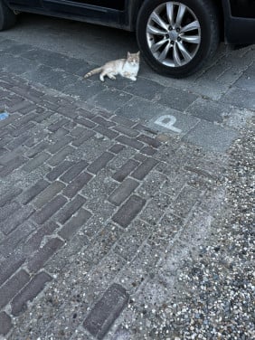 Kater  zeldzame katen kleur ?