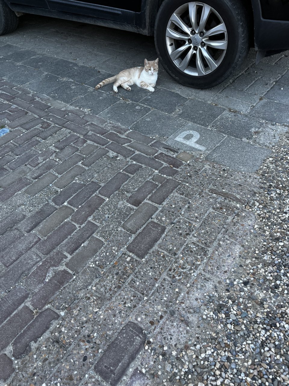 Kater  zeldzame katen kleur ?