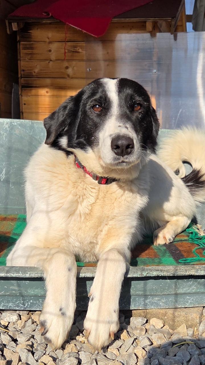 Hond zoekt baasje