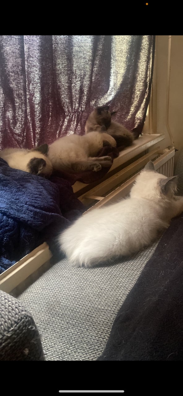 Kittens ragdoll 1 mannetje 1 vrouwtje blue points