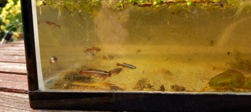 Chinese Danio's
