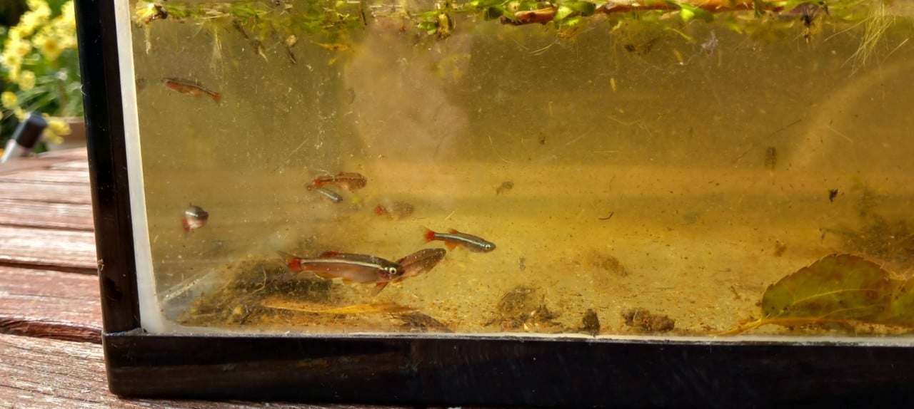 Chinese Danio's