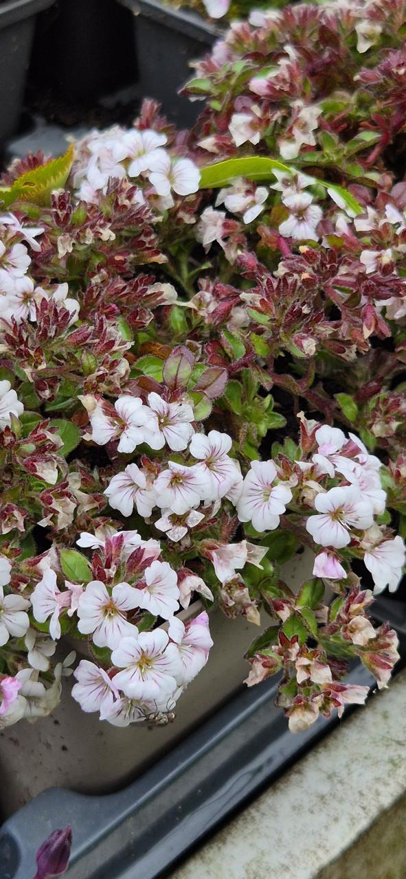 Tuinplanten bio gekweekt
