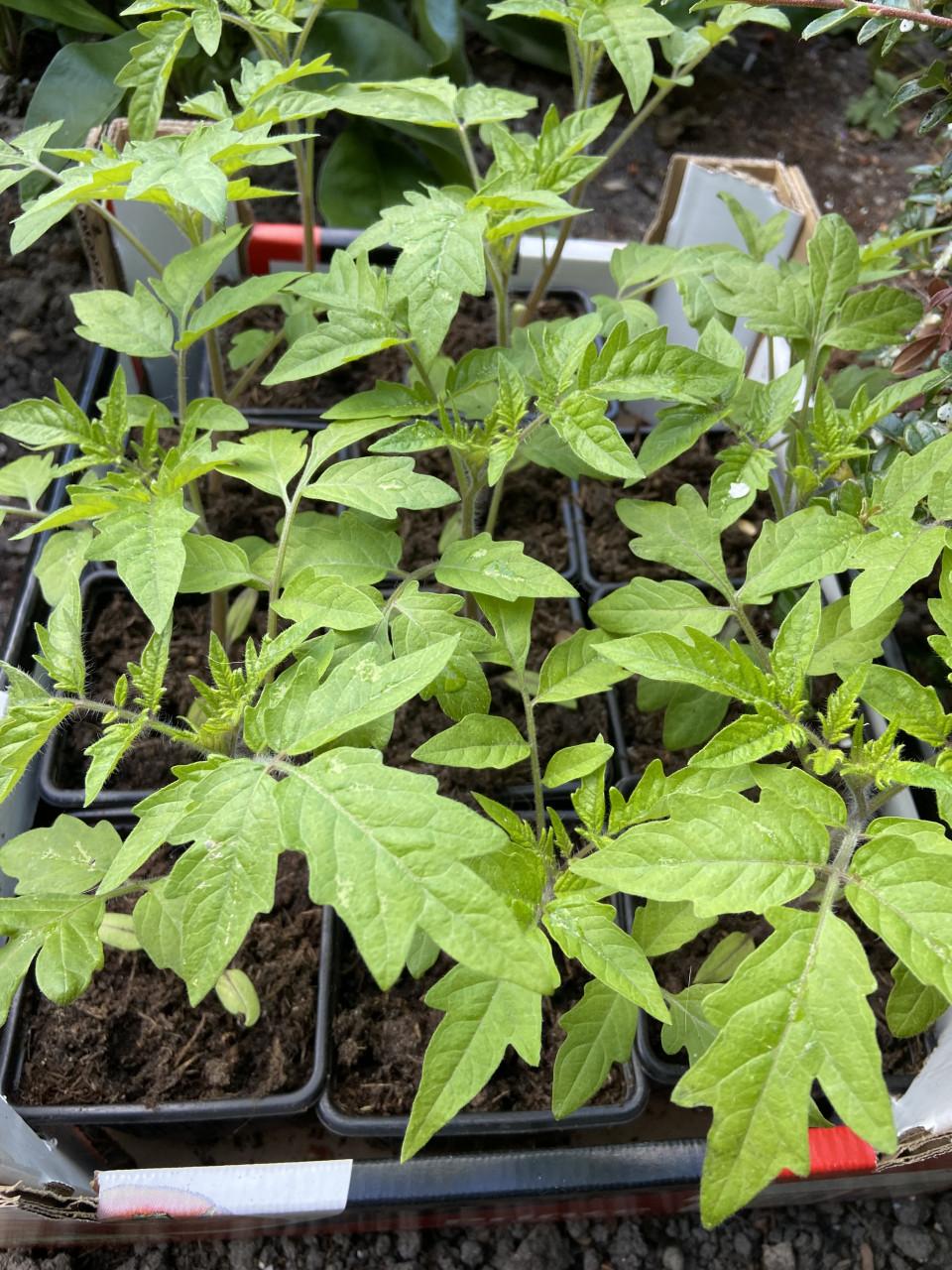 15 gewone tomatenplantjes