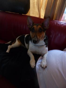 Reutje super leuk boerenfox/jack russel inbraakpreventief 2 jaar zoekt baas