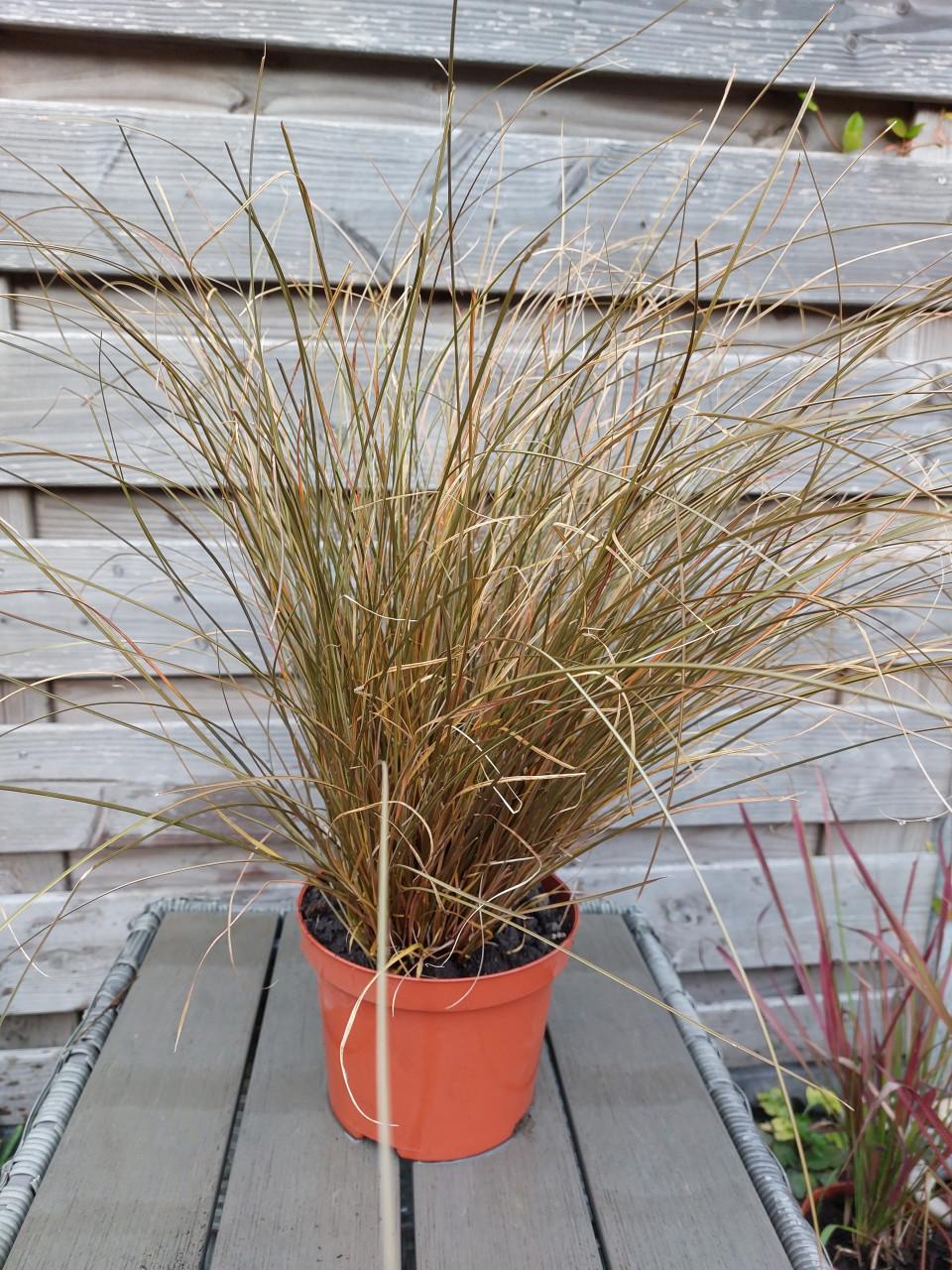 Diverse VASTE PLANTEN.