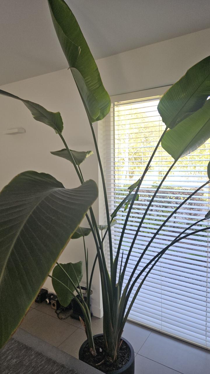 Prachtige Strelitzia of paradijsvogelbloem 250cm hoog