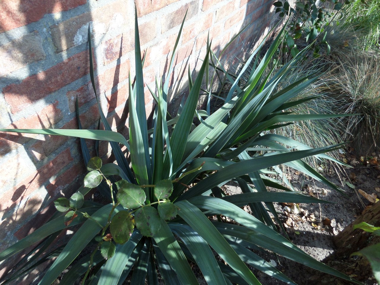 Jonge stevige yucca's uit de volle grond, eigen kweek.