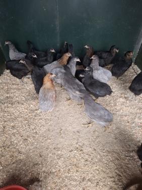 Groenleggers en araucana voor de groene eieren