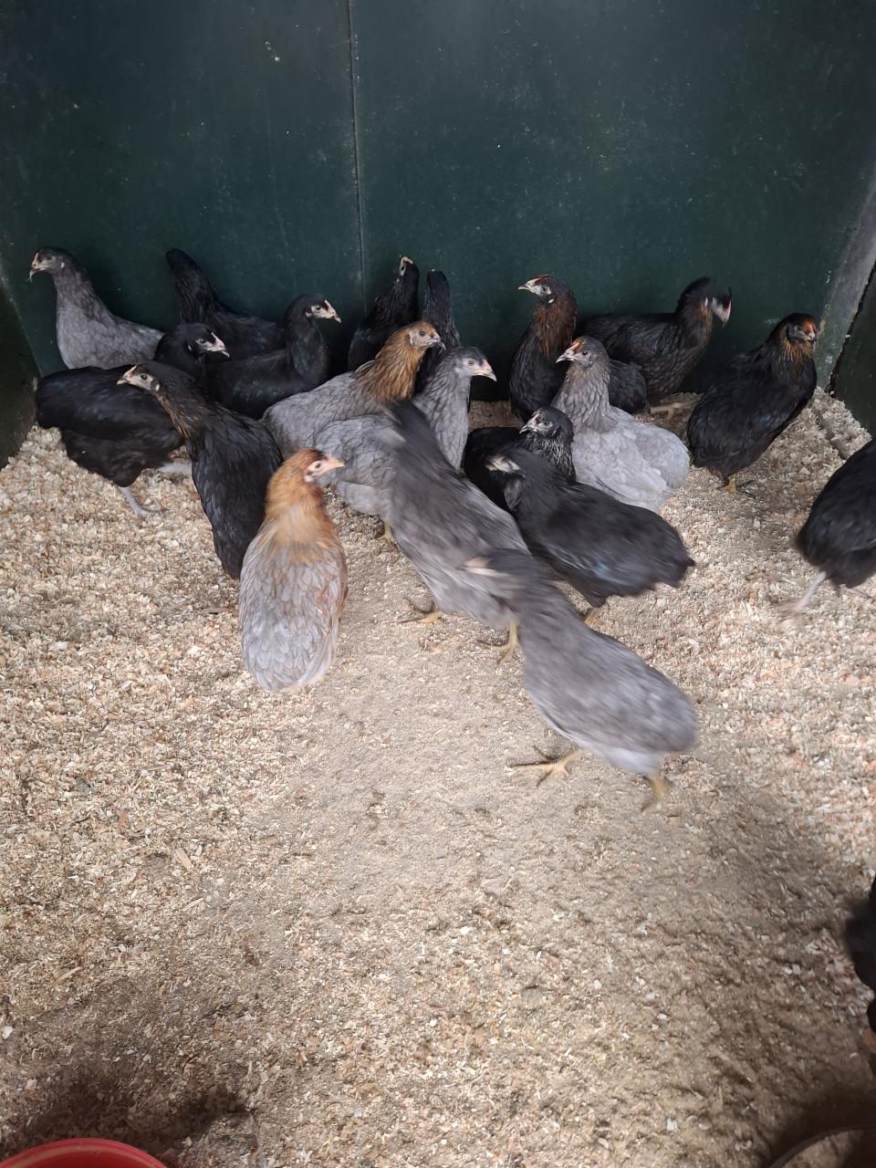 Groenleggers en araucana voor de groene eieren