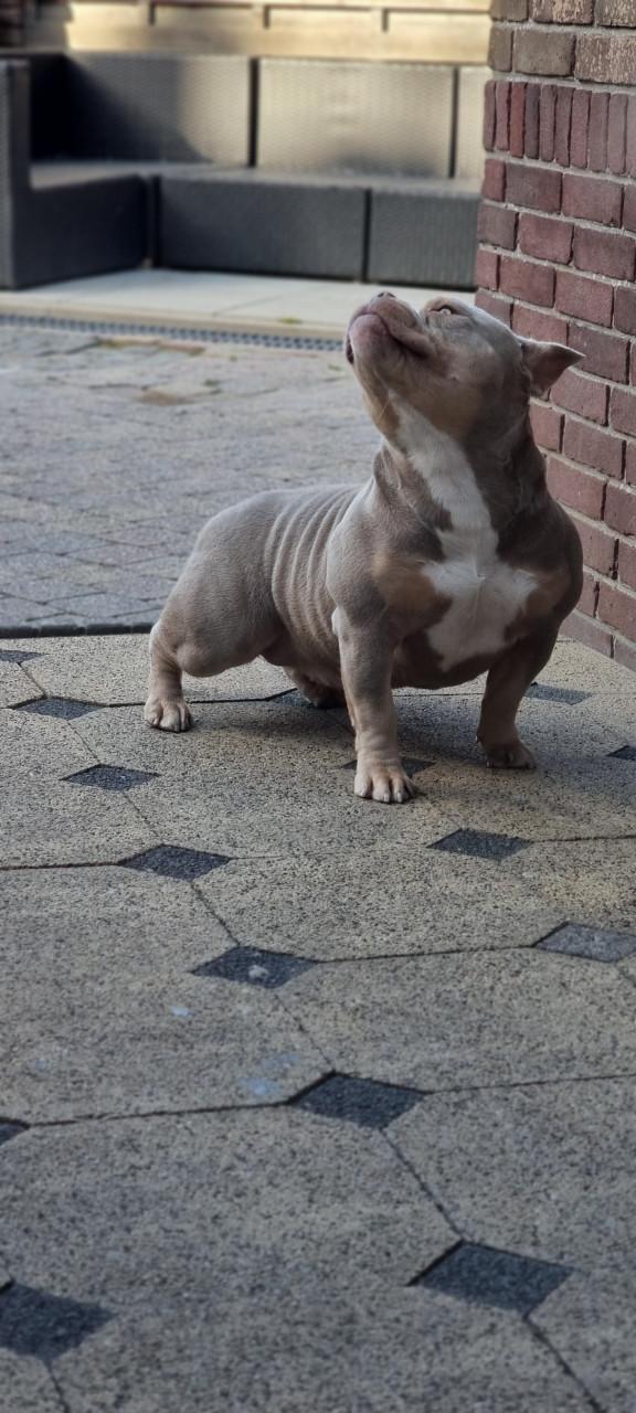 Micro extreem bully pup met stamboom
