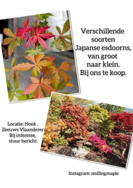 Japanse esdoorn