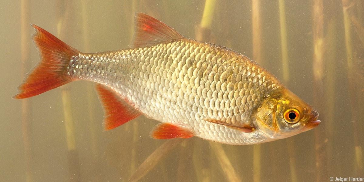 Gevraagd ruisvoorn / rietvoorn voor vijver