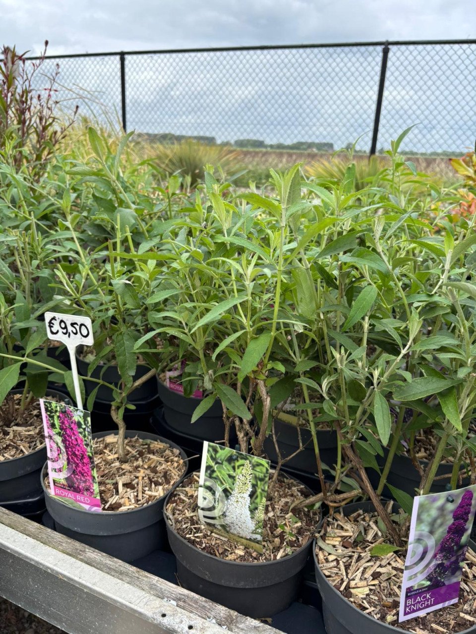 HEMELVAARTSDAG OPEN - PLANTEN EN MEER