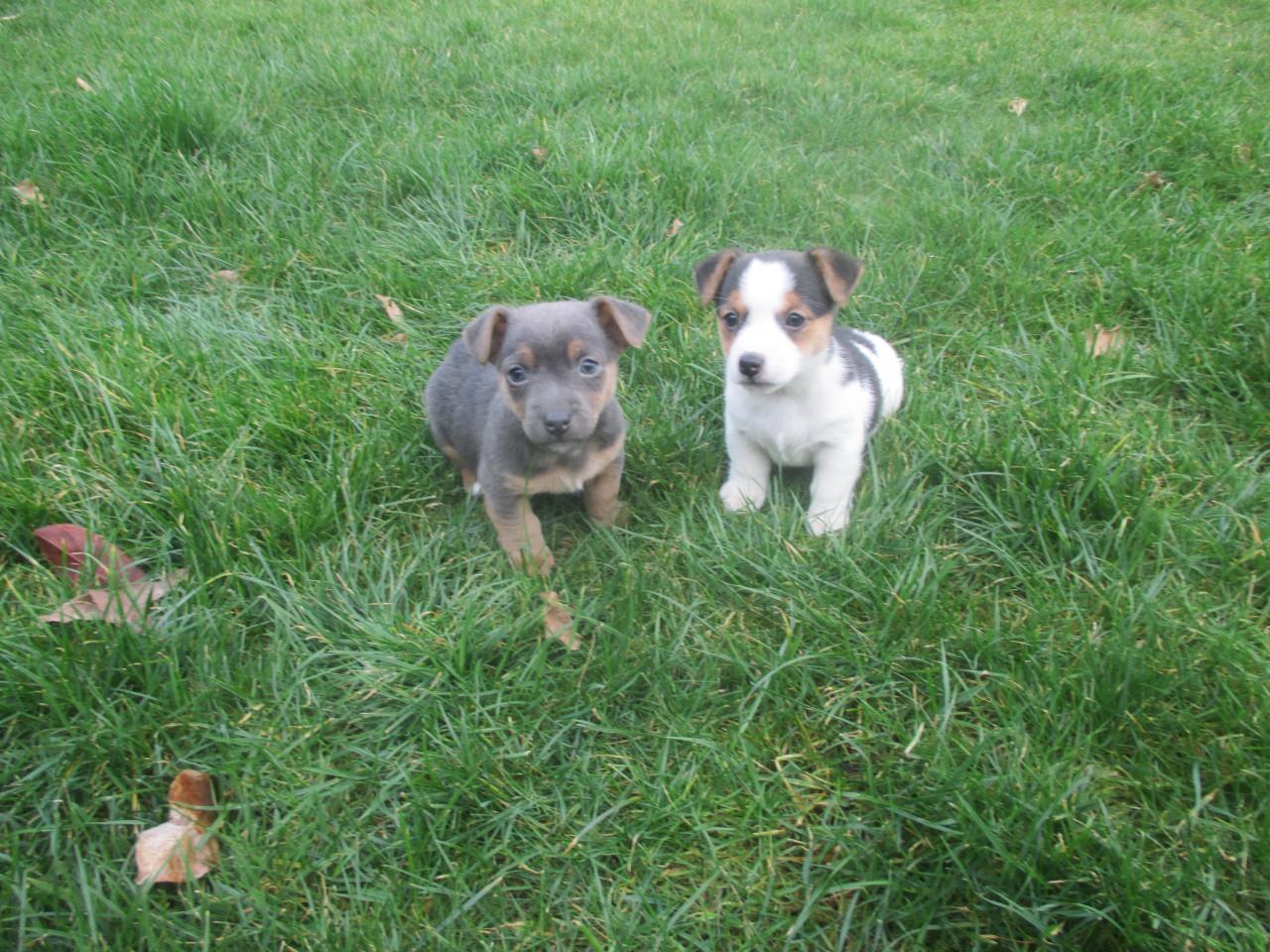 Mooie jack russell pups